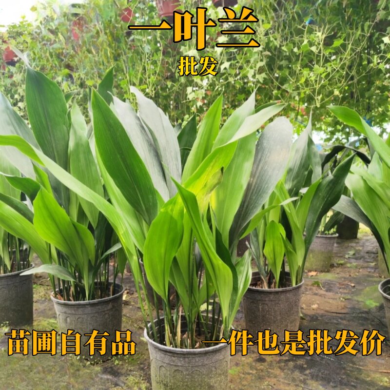 一叶兰盆栽办公室水培植物室内阳台庭院四季常青花卉绿植净化空气图片