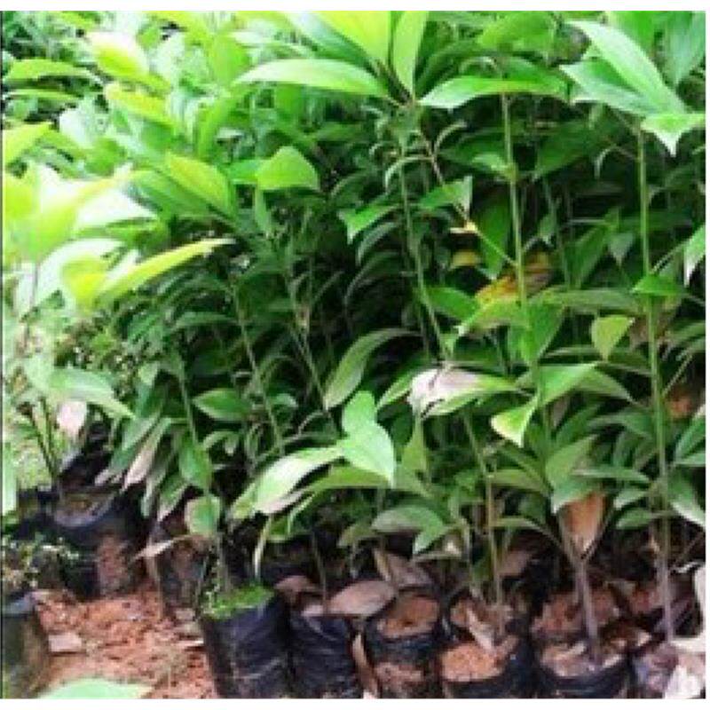 庭院别墅天竺桂树苗 阴香四季常青绿化乔木植物广东带土发货