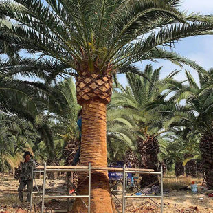 加拿利海枣 中东海枣树 银海枣 老人葵 华棕 华盛顿棕榈树海枣树