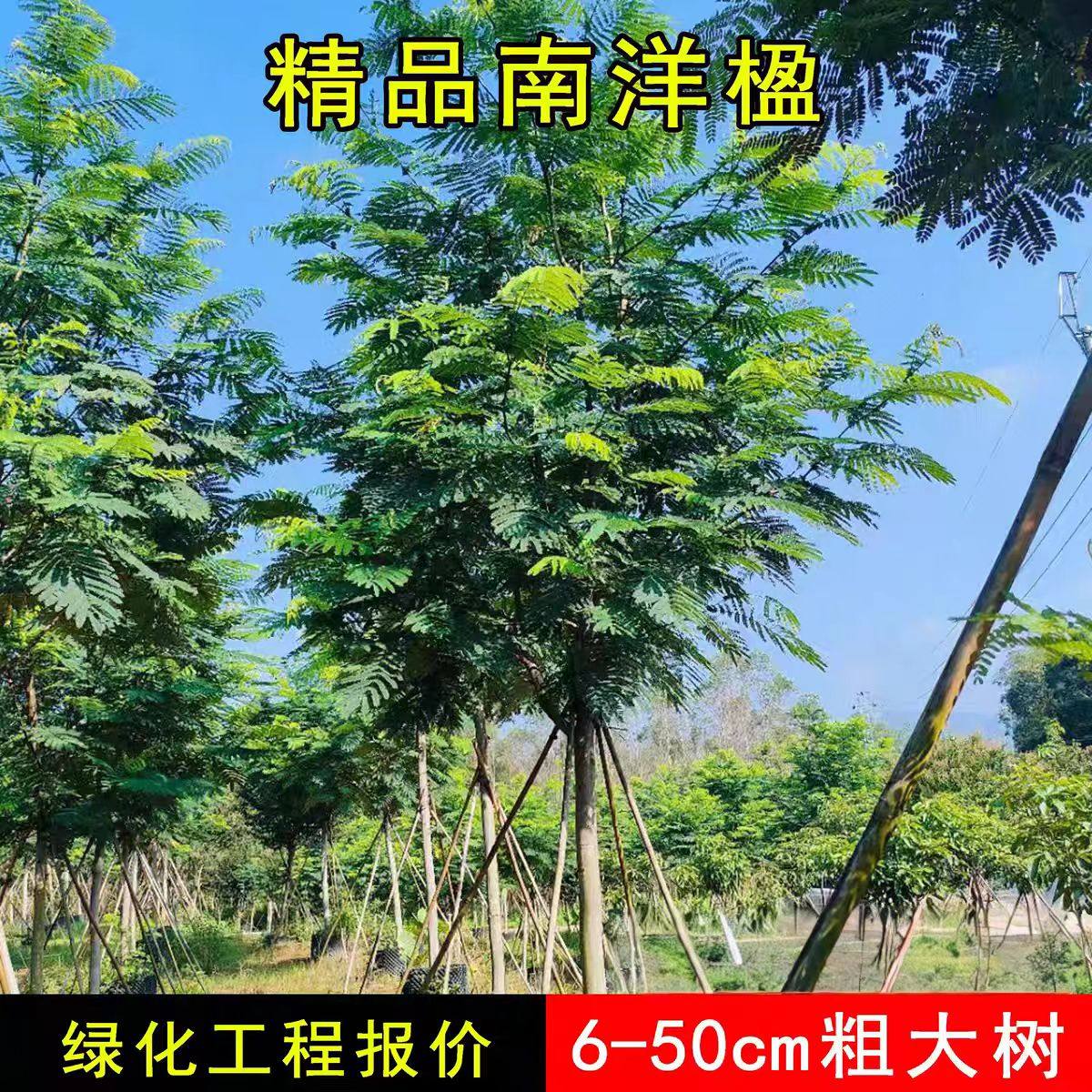 南洋楹大树苗仁仁树嫁接仁仁木耐旱耐热常绿室外庭院行道路绿化树