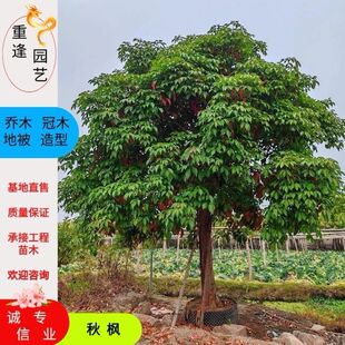 秋枫树苗庭院道路绿化苗四季常青重阳木苗木生长快带原土带叶发货