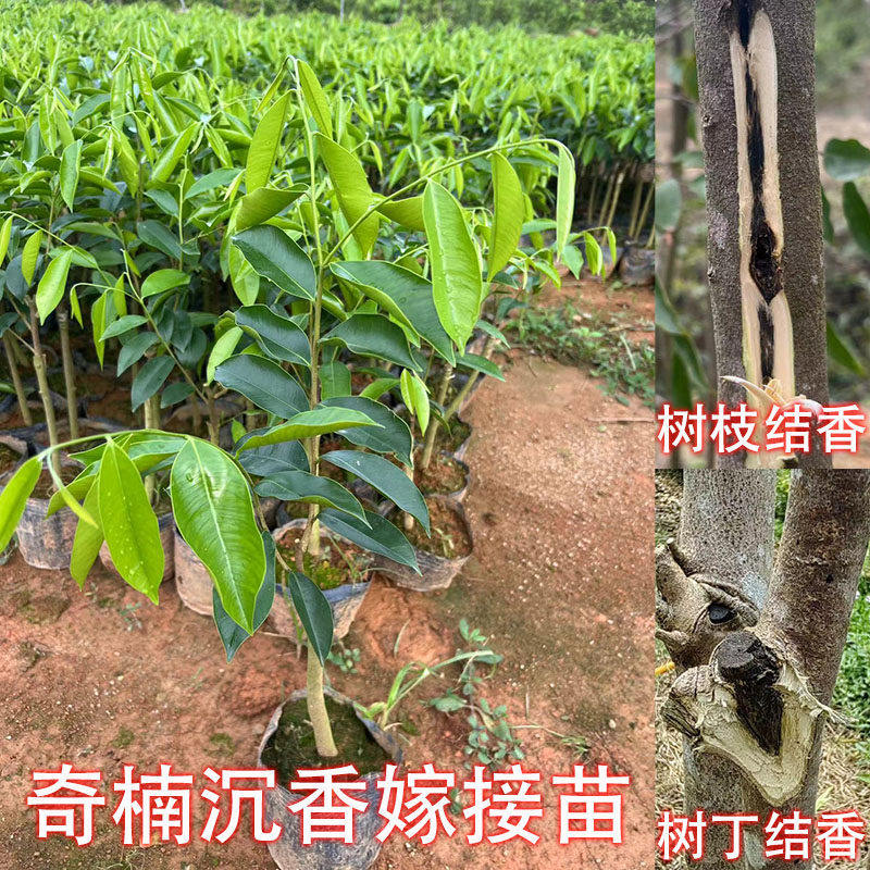 正宗沉香树苗母树一代嫁接奇楠沉香苗油叶子金沙叶香脉黑棋绿奇楠
