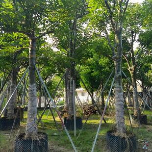 秋枫树苗重阳木树红桐茄冬树苗名贵苗木药材树苗抗风绿化四季常绿