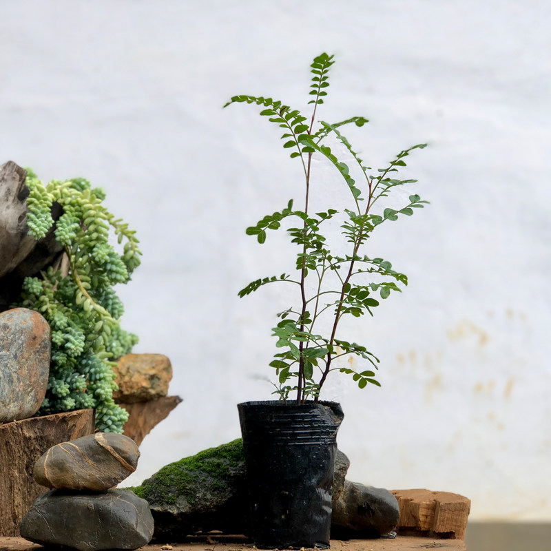 云南正宗红芽清香木树苗绿植花卉好养小盆栽驱蚊空气甲醛四季常绿