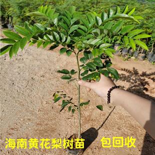 海南黄花梨树苗名贵苗木黄花梨木苗庭院常绿降香黄檀正宗珍贵植物
