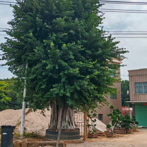 小叶榕树苗小叶榕树树苗细叶榕遮阴植物庭院别墅绿化树苗木大树苗