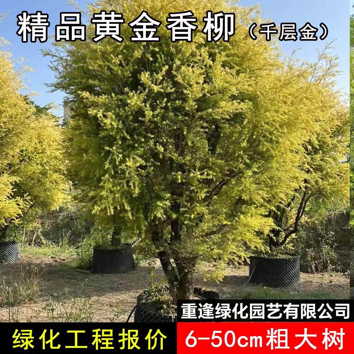 黄金香柳千层金树苗球形植物灌木园林工程绿化苗圃基地直发香味植