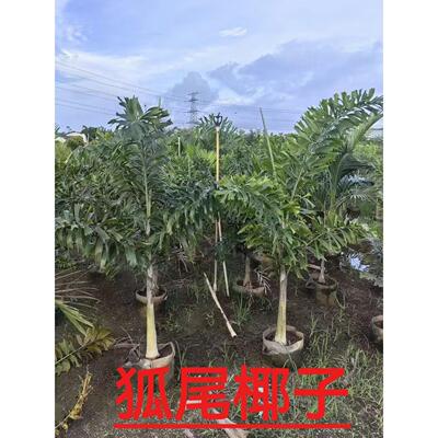 狐尾椰子树热带雨淋大型绿植庭院室外暴晒植物四季常青盆栽棕榈树