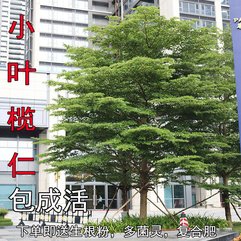 小叶榄仁树苗户外别墅庭院风景树细叶榄仁雨伞树行道遮阴绿化植物,鲜花速递/花卉仿真/绿植园艺,行道树/乔木,淘宝优惠券,粉丝福利购,淘宝优惠卷