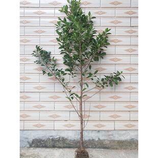 榕树小叶榕独木成林四季常青风景树室内外苗木庭院园林绿化