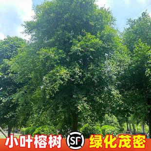 正宗小叶榕树苗小苗盆栽细叶榕树苗大树庭院风景树乔木南北方种植