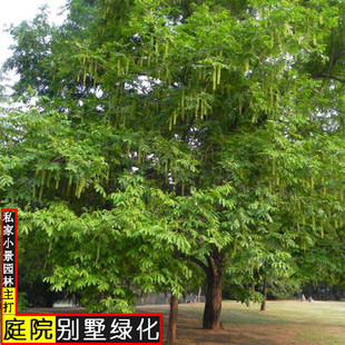 枫杨树苗庭院工程绿化苗木枫杨花树苗小燕子柳元宝树风景树苗
