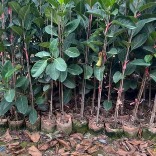 正宗高山榕吸水石树苗大叶榕树苗气生根四季常绿植物庭院富贵榕树