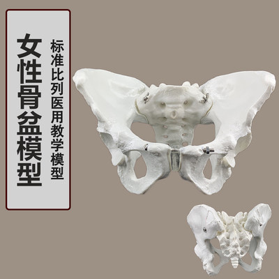 女性骨盆教学模型自然大女性骨盆模型成人一比一比例女性盆骨骨骼