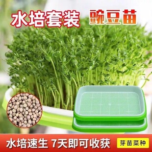 豌豆发芽用豆麻豌豆苗可四季水培芽苗菜无土栽培吃苗蔬菜种子