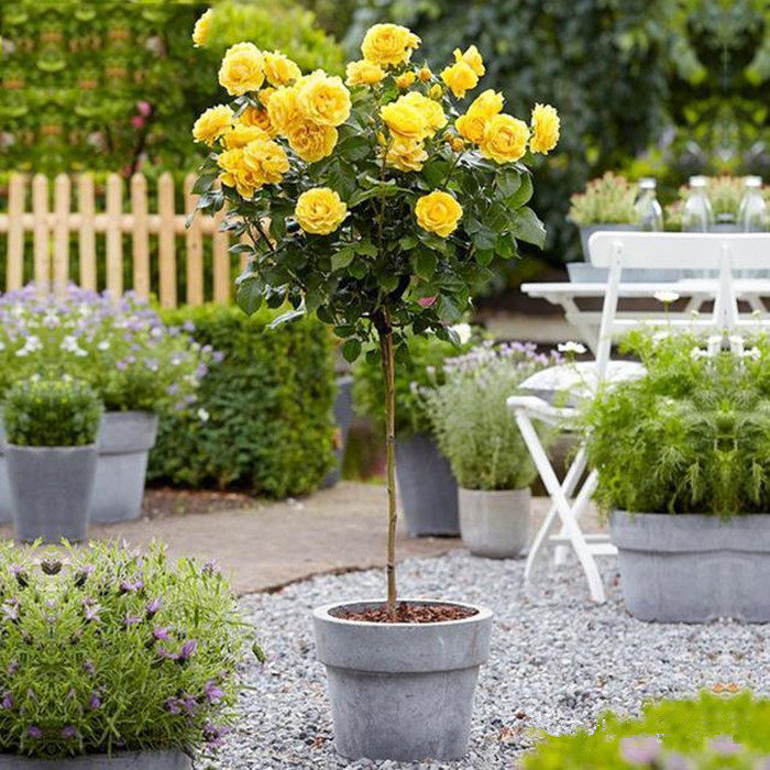 Strong fragrance Multicolor High pole Chinese rose Four seasons Potted plant Chinese rose courtyard Double color grafting Tree Rose Treein the Flower delivery/Flowers simulation/Plants gardening , Flowers/Potted plants (New) , Flowers  category - from Buy2taobao.com to provide professional Taobao agent buy service