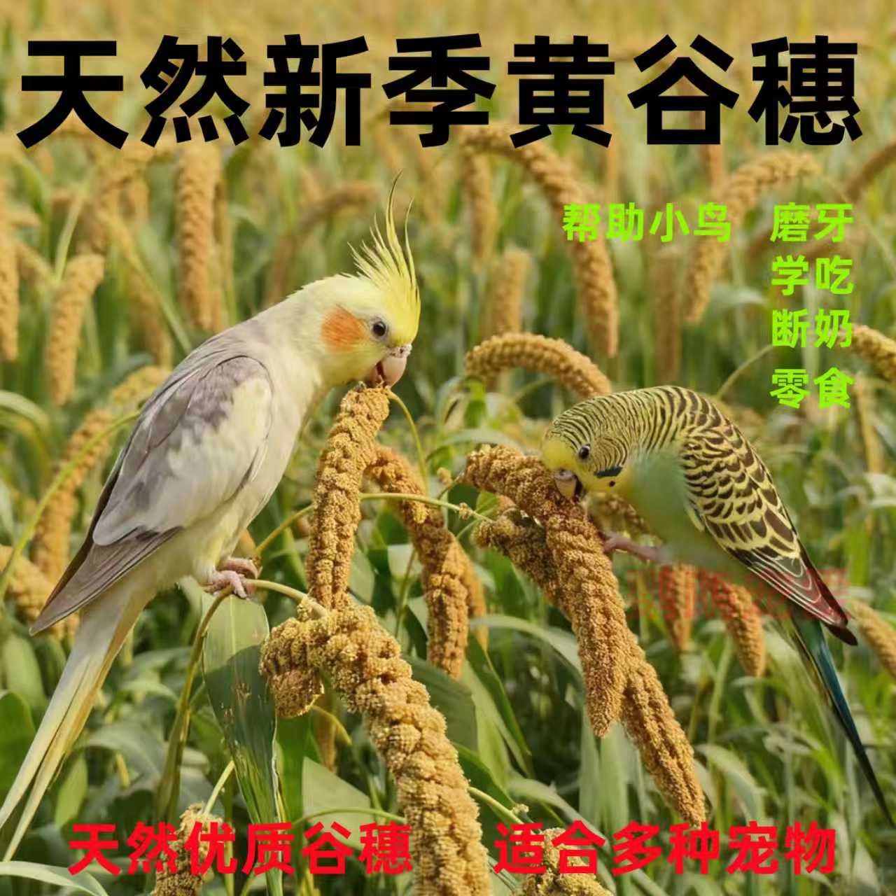 虎皮牡丹玄凤鹦鹉谷穗小米仓鼠磨