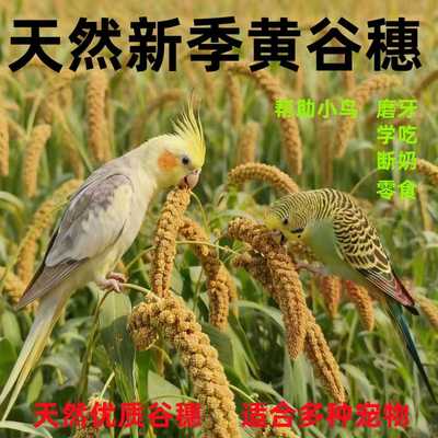 虎皮牡丹玄凤鹦鹉谷穗小米仓鼠磨