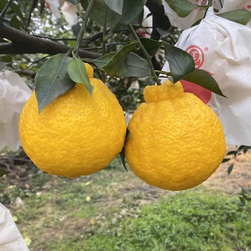 【三月】食壹记柠檬不知火 脆嫩化渣 酸甜爽口