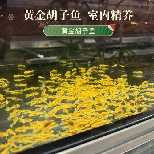 黄金胡子鱼大帆工具鱼清缸除藻除菌膜底栖鱼清道夫小型淡水热带鱼