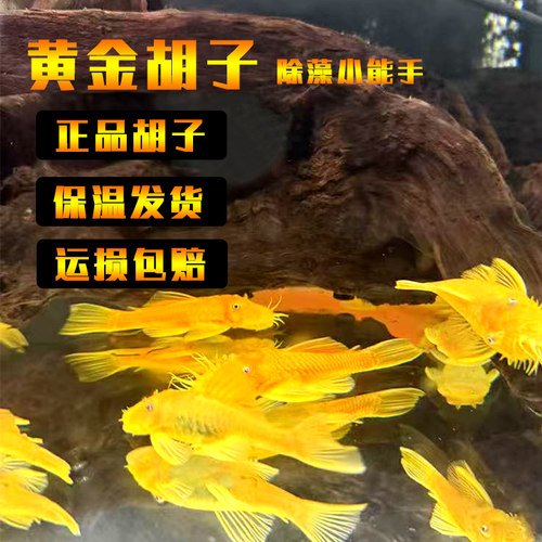 黄金胡子鱼大帆工具鱼清缸除藻除菌膜底栖鱼清道夫小型淡水热带鱼