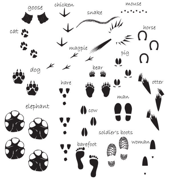 可爱脚印剪影 多种动物小脚印爪印图标 ai格式矢量设计素材
