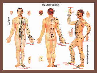国家标准经穴部位穴位图