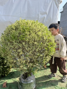 银姬小蜡球花叶女贞金姬小蜡苗彩叶别墅庭院花园花境绿化耐寒植物