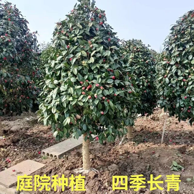 耐寒茶花树苗庭院别墅耐冻茶植物室外绿植大型盆栽四季常青花卉