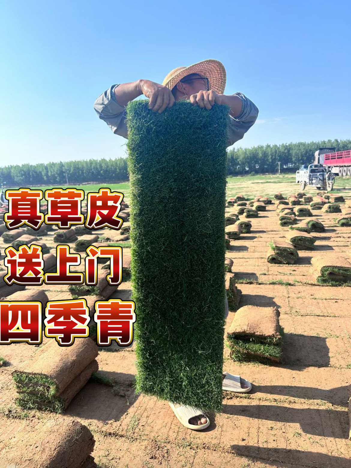 真草皮真草坪带泥土地毯草台湾草别墅庭院带土绿化马尼拉草坪耐寒