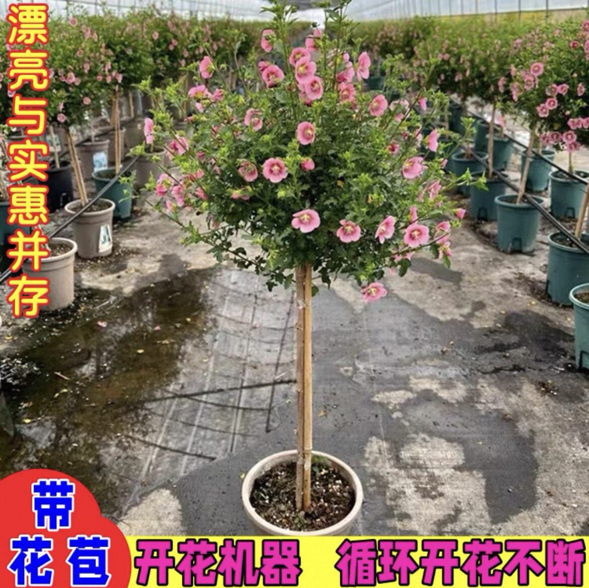 小木槿棒棒糖盆栽四季开花植物室内阳台庭院好养开花不断易活花卉