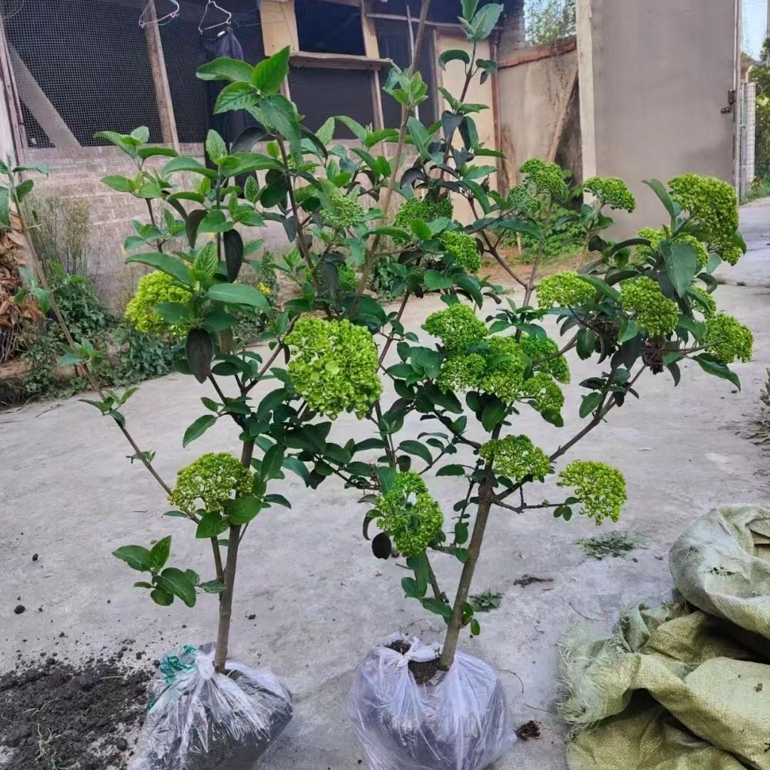 中华木绣球木本绣球大花斗球别墅庭院盆栽地栽花卉耐寒耐热包对版