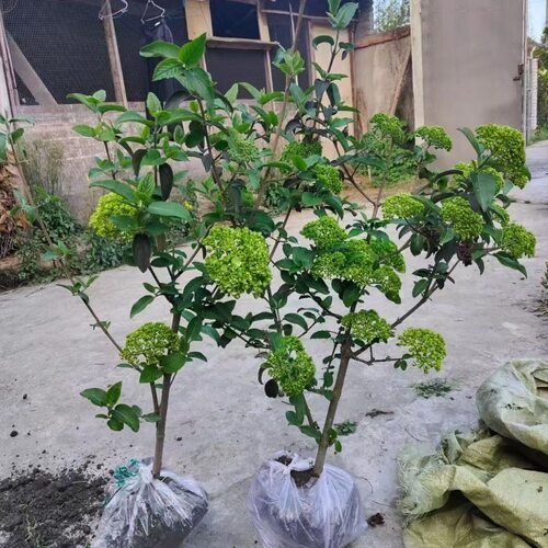 中华木绣球木本绣球大花斗球别墅庭院盆栽地栽花卉耐寒耐热包对版
