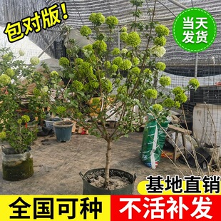 中华木绣球庭院地栽花园阳台盆栽花卉木本绣球花苗斗球花树苗耐寒