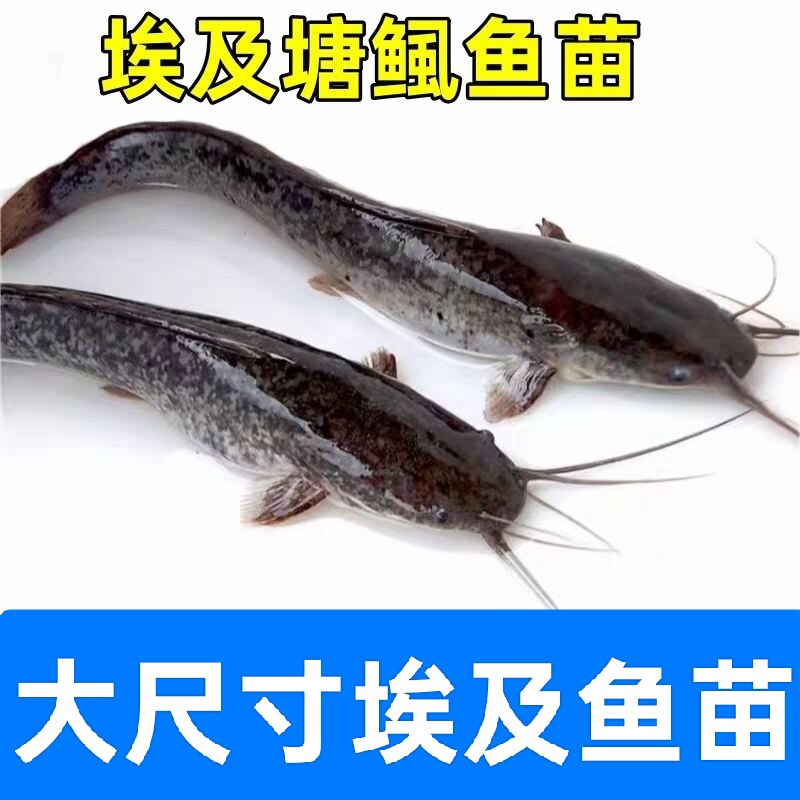 八须鲶鱼苗好养耐活特大号鲶鱼
