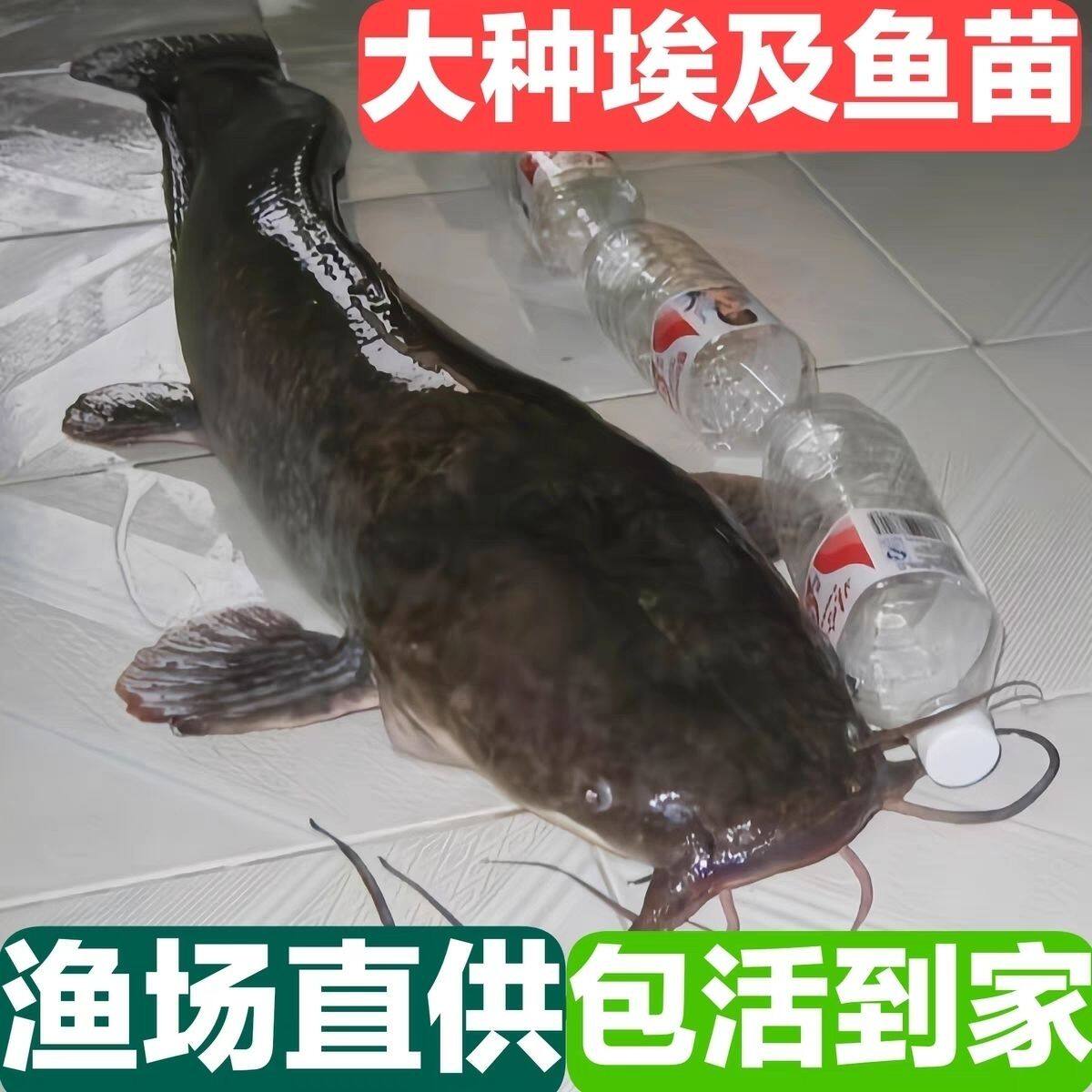 埃及塘鲺鱼苗 塘角鱼苗 土塘鲺鱼苗八须鲶鱼本地塘虱革胡子鲶鱼苗