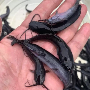 埃及塘鲺鱼苗 塘角鱼苗 土塘鲺鱼苗八须鲶鱼本地塘虱革胡子鲶鱼苗