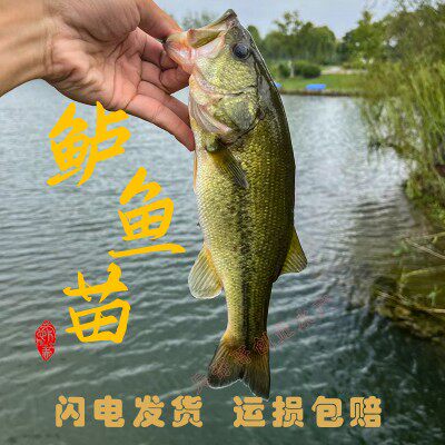 淡水鲈鱼苗一件也是批发价图片