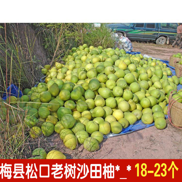 纯甜梅州沙田柚子梅县金柚广东特产白新鲜水果非红肉蜜柚西柚容县