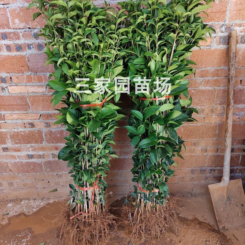 桂花树苗金桂小苗八月桂花树苗常绿桂花苗占地浓香桂花小苗100棵