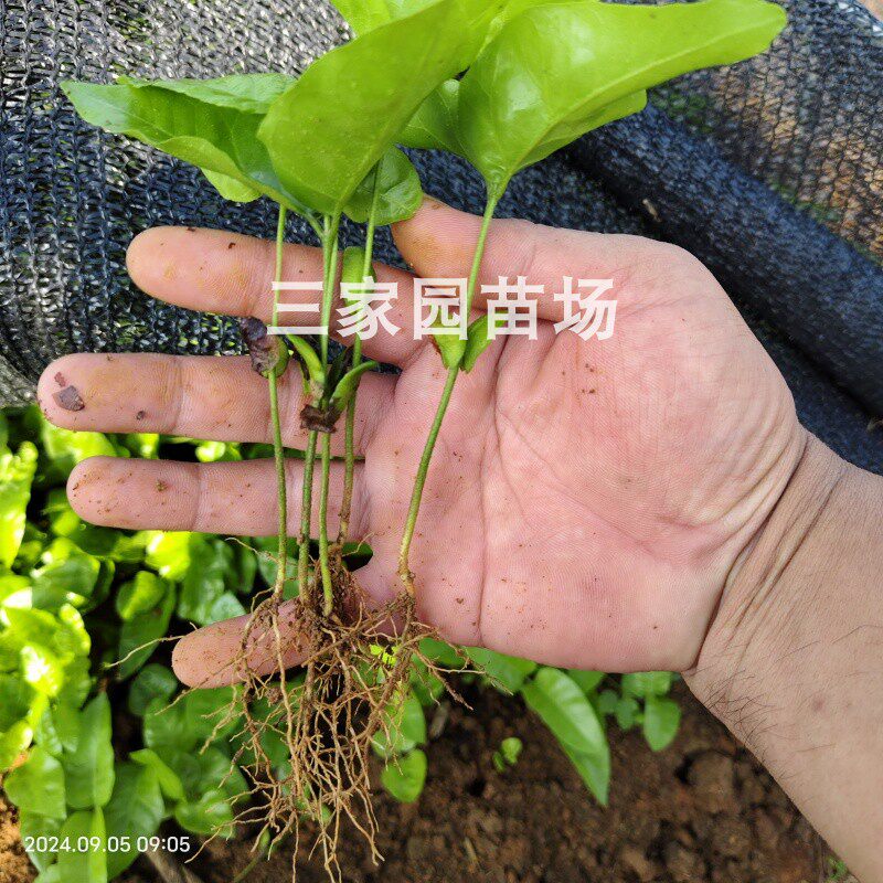 黄皮果树苗黄皮果实生苗黄皮果小苗黄皮果芽苗黄皮果树砧木苗包邮