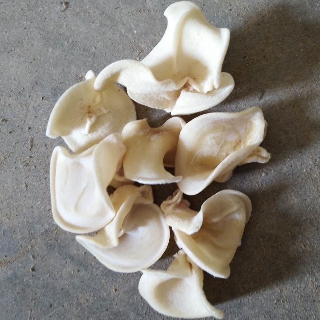 白玉木耳小碗木耳白木耳500g竹耳竹子菇元宝耳东北特产碗耳特价