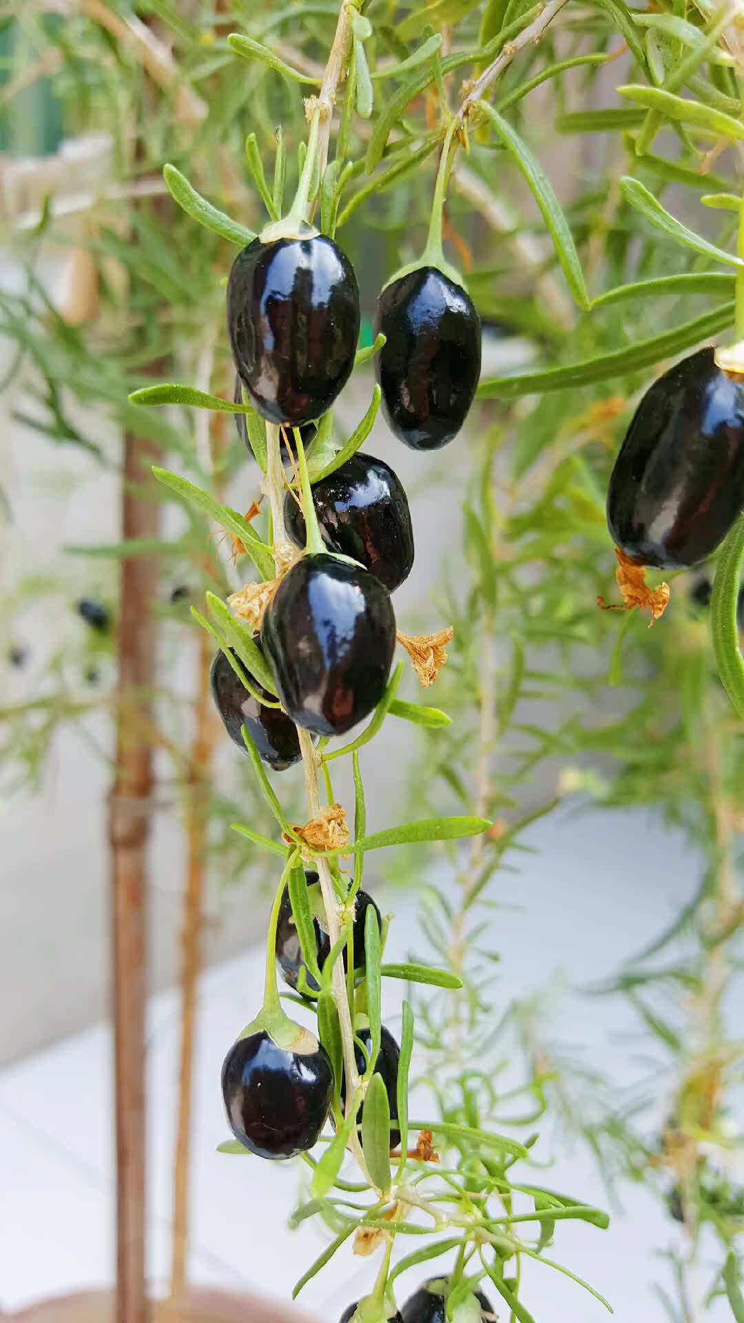 运杞药食赏国审新品种黑果枸杞苗
