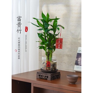富贵竹盆栽室内客厅绿植花卉懒人好养水培植物办公室工位桌面盆景