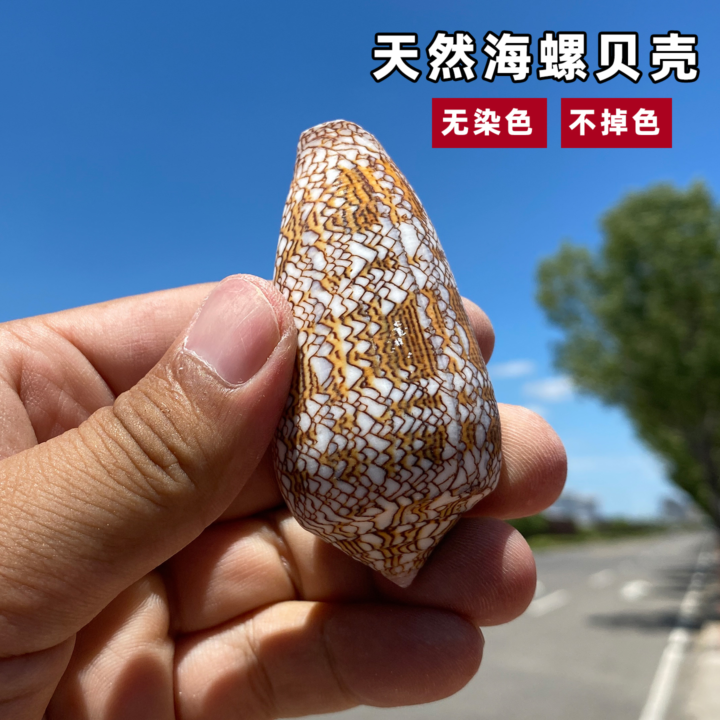 天然海螺贝壳织锦芋螺收藏标本创意家居橱窗摆件鱼缸造景拍摄道具