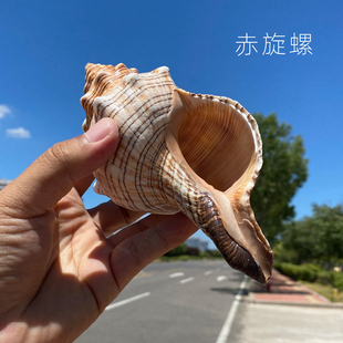 赤旋螺天然贝壳大海螺壳鱼缸装 饰品水族箱造景海边寄居蟹替换摆件