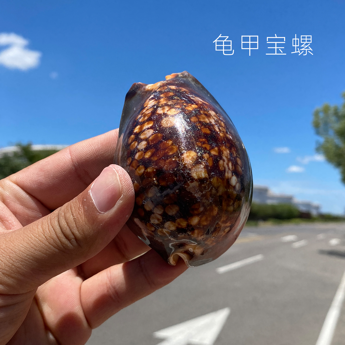 天然海螺贝壳龟甲宝螺