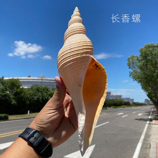天然海螺贝壳长香螺响螺切口可吹响号角螺号装饰摆件鱼缸造景道具