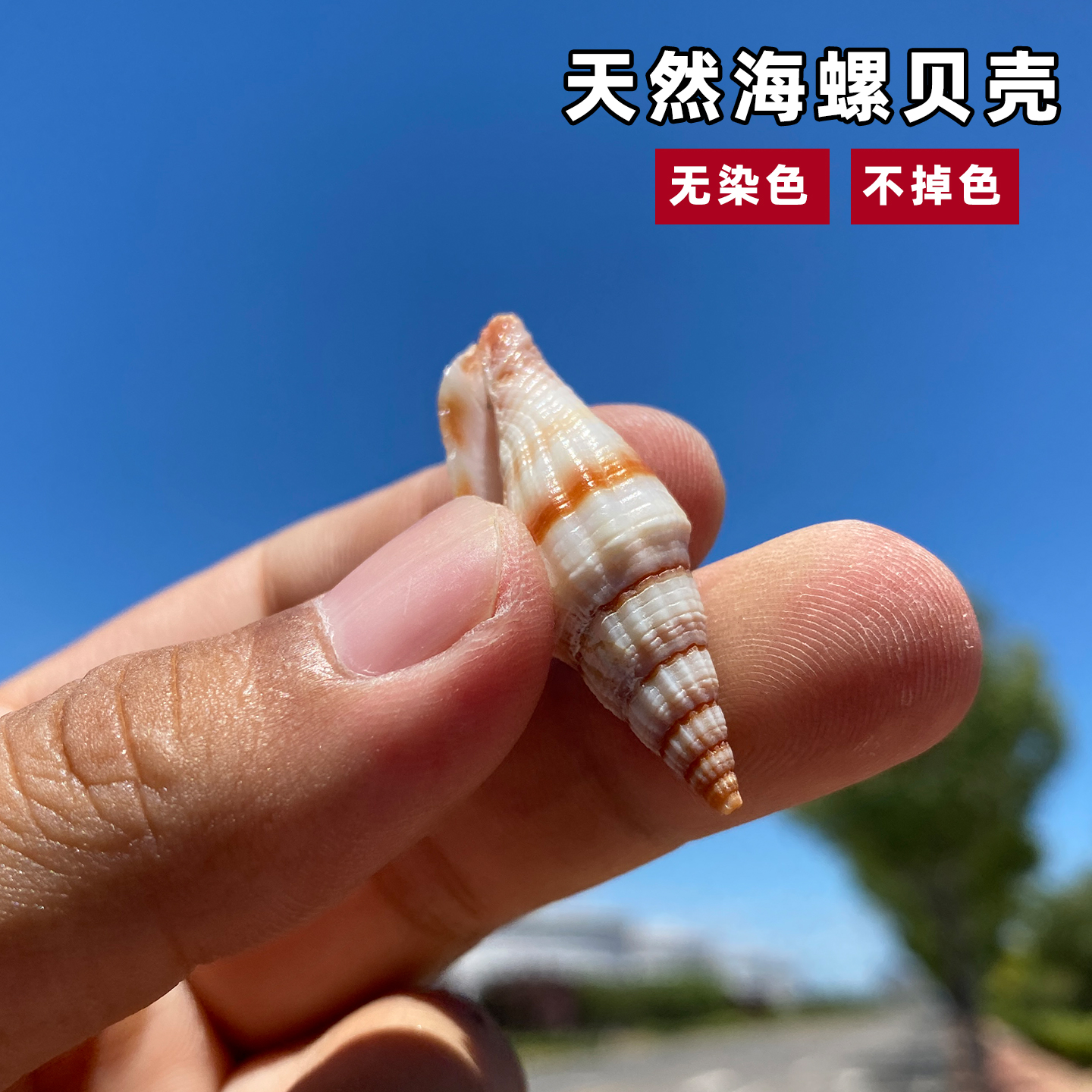 天然海螺贝壳红狐笔螺海螺贝壳收藏收集鱼缸造景拍摄道具微景观