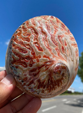 天然鲍鱼壳贝壳海螺摆件手工制作装饰品收藏工艺品鼠尾草燃烧器皿